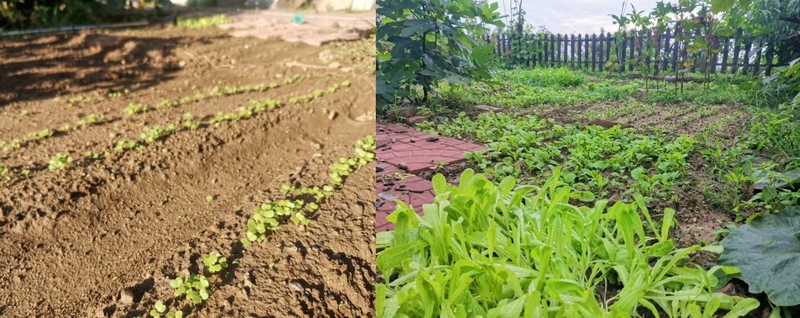 菜苗出来了